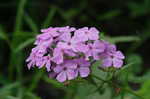 Thickleaf phlox